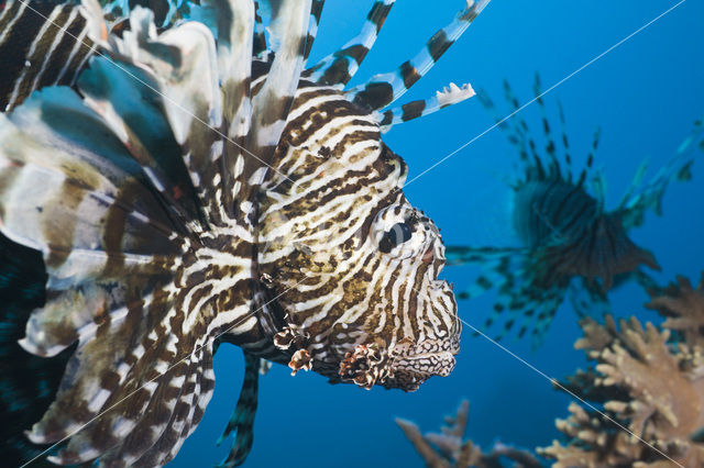 Gewone Koraalduivel (Pterois volitans)