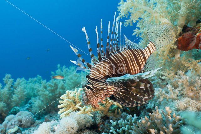 Gewone Koraalduivel (Pterois volitans)