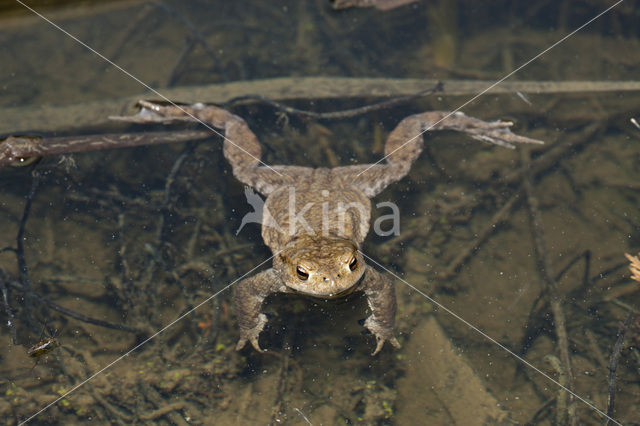 Common Toad (Bufo bufo)