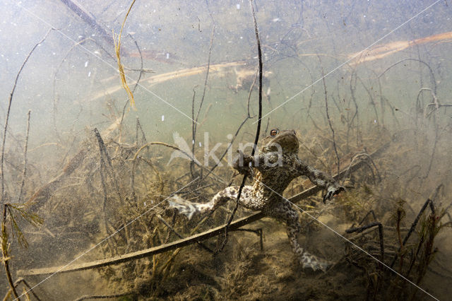 Gewone pad (Bufo bufo)