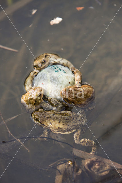 Common Toad (Bufo bufo)