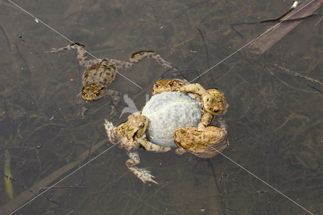 Gewone pad (Bufo bufo)