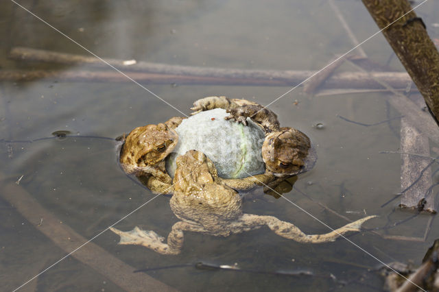 Gewone pad (Bufo bufo)