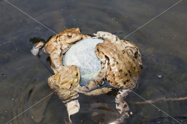 Common Toad (Bufo bufo)