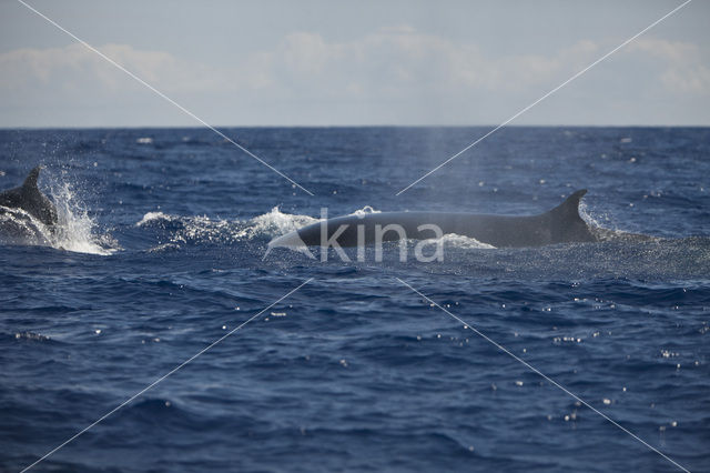 Gewone vinvis (Balaenoptera physalus)