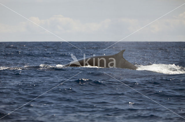 Gewone vinvis (Balaenoptera physalus)