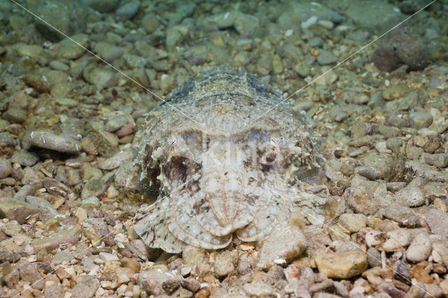 Common Cuttlefish (Sepia officinalis)