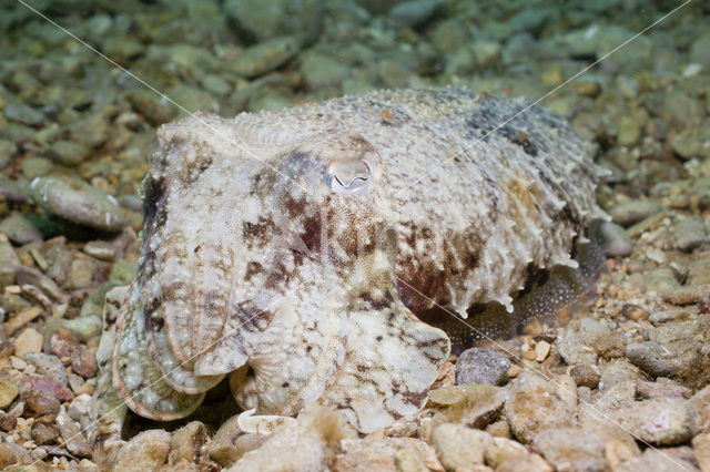 Gewone Zeekat (Sepia officinalis)