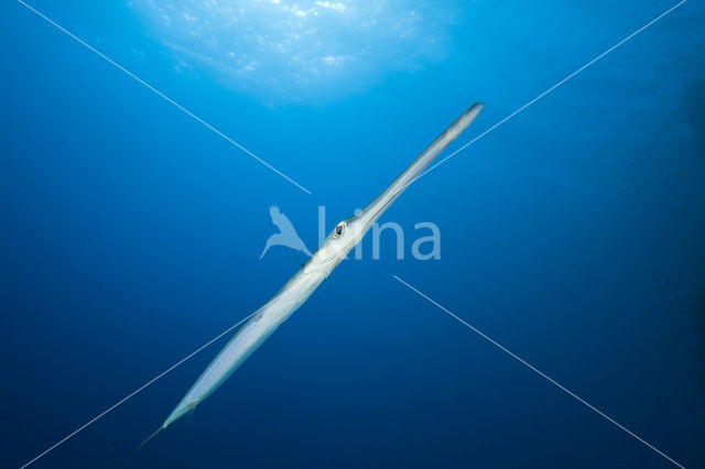 Bluespotted cornetfish (Fistularia commersonii)