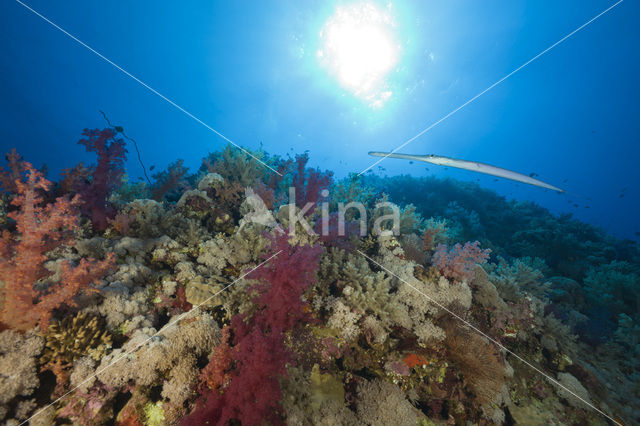 Bluespotted cornetfish (Fistularia commersonii)