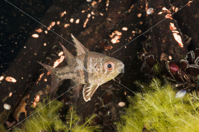 Orbiculate cardinalfish (Sphaeramia orbicularis)