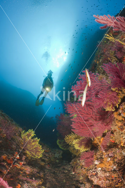 Gorgoon koraal (Paramuricea clavata)