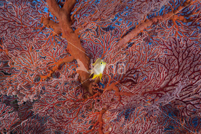 Golden damselfish (Amblyglyphidodon aureus)