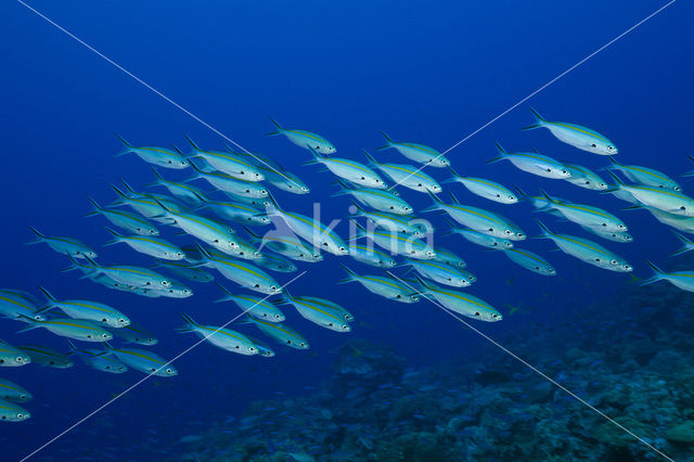 Goudstreepfuselier (Caesio caerulaurea)