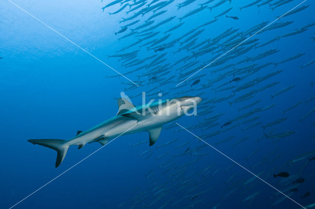 Grijze Rifhaai (Carcharhinus amblyrhynchos)