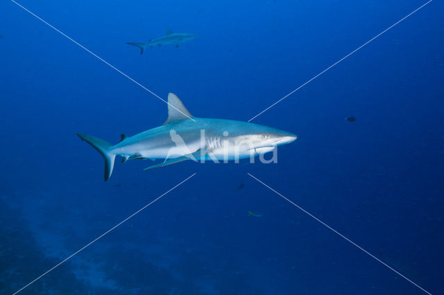 Grijze Rifhaai (Carcharhinus amblyrhynchos)