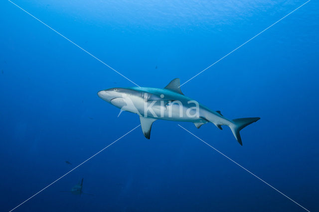 Grijze Rifhaai (Carcharhinus amblyrhynchos)