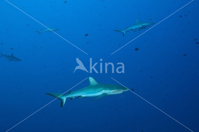 Gray Reef Shark (Carcharhinus amblyrhynchos)