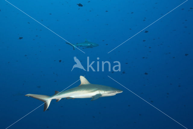 Grijze Rifhaai (Carcharhinus amblyrhynchos)