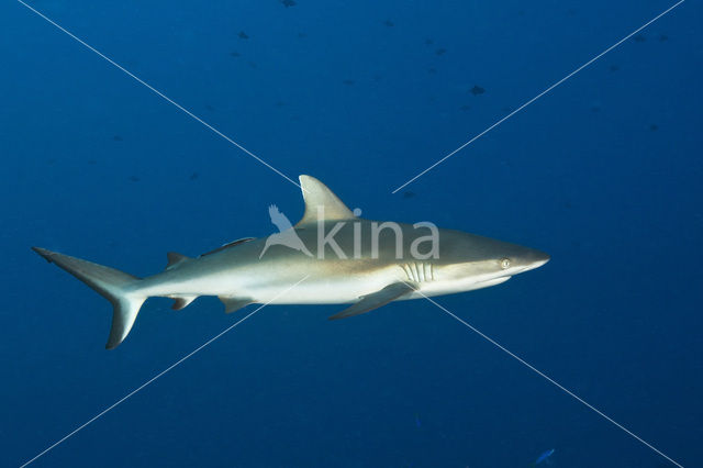 Gray Reef Shark (Carcharhinus amblyrhynchos)