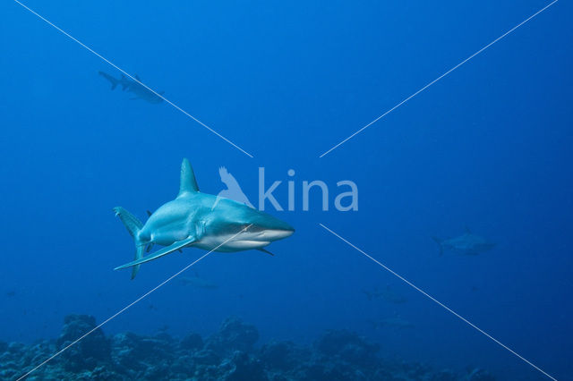 Grijze Rifhaai (Carcharhinus amblyrhynchos)