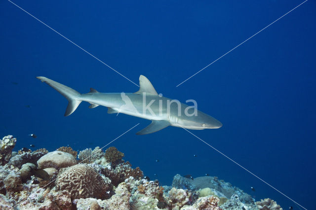 Grijze Rifhaai (Carcharhinus amblyrhynchos)