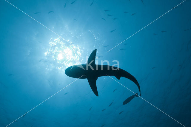 Gray Reef Shark (Carcharhinus amblyrhynchos)