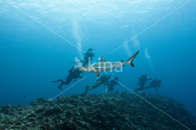 Gray Reef Shark (Carcharhinus amblyrhynchos)