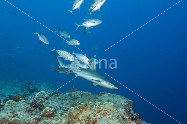 Gray Reef Shark (Carcharhinus amblyrhynchos)