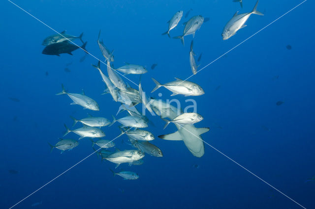 Gray Reef Shark (Carcharhinus amblyrhynchos)