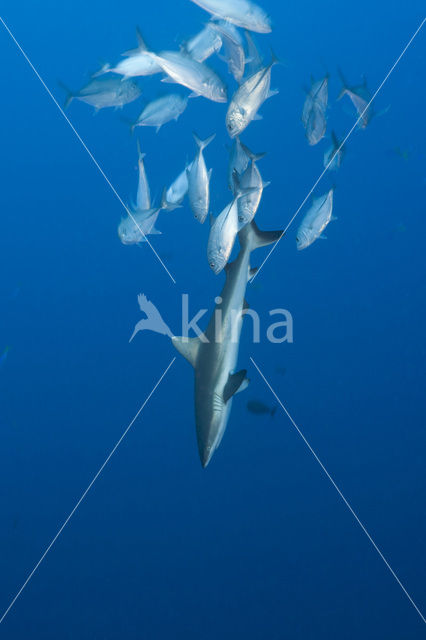 Grijze Rifhaai (Carcharhinus amblyrhynchos)