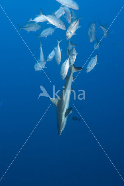 Gray Reef Shark (Carcharhinus amblyrhynchos)