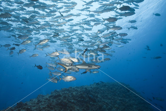 Gray Reef Shark (Carcharhinus amblyrhynchos)