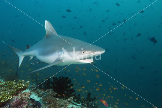 Gray Reef Shark (Carcharhinus amblyrhynchos)