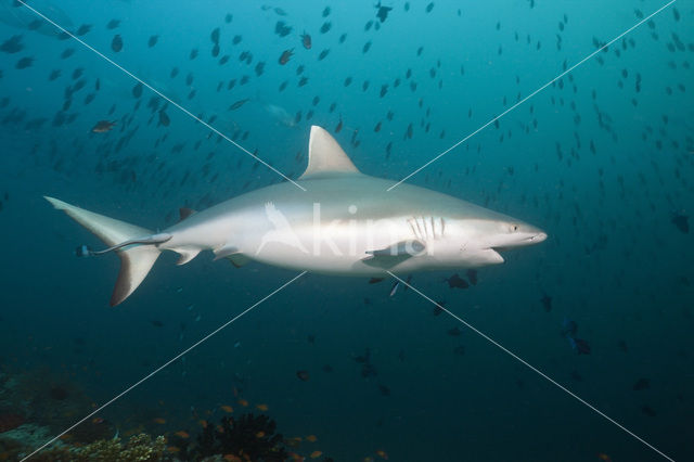 Gray Reef Shark (Carcharhinus amblyrhynchos)