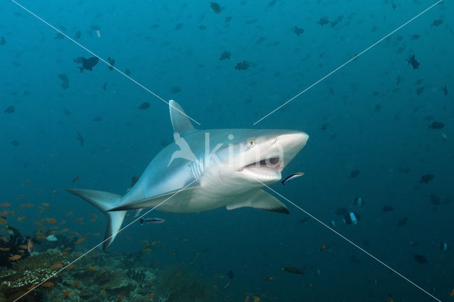 Grijze Rifhaai (Carcharhinus amblyrhynchos)