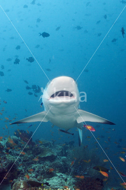 Gray Reef Shark (Carcharhinus amblyrhynchos)