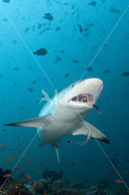 Gray Reef Shark (Carcharhinus amblyrhynchos)