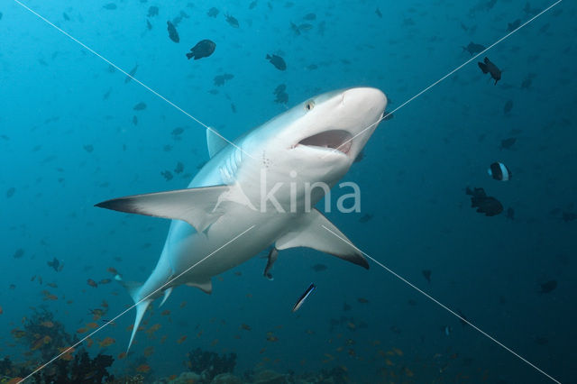 Grijze Rifhaai (Carcharhinus amblyrhynchos)