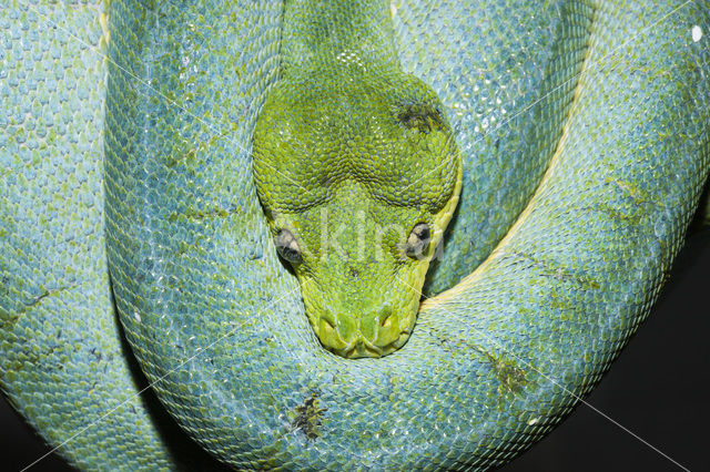 green tree python (Morelia viridis)
