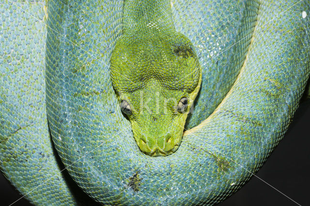 Groene boompython (Morelia viridis)