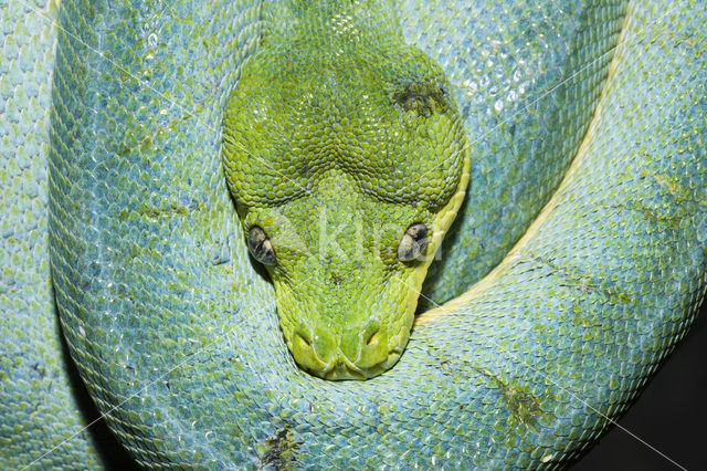 Groene boompython (Morelia viridis)