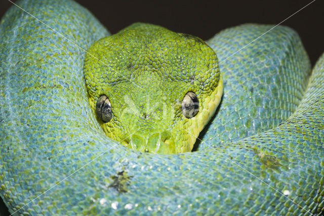 green tree python (Morelia viridis)