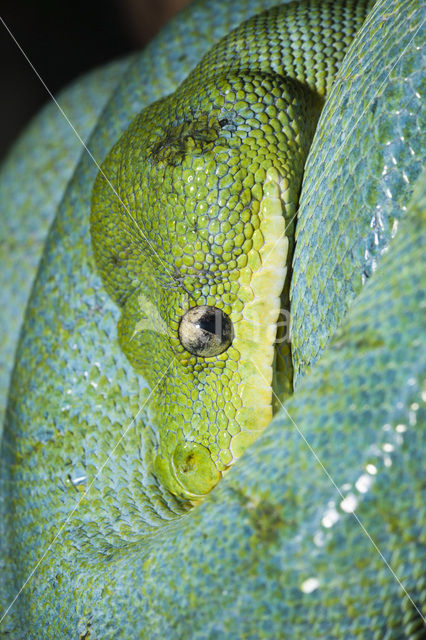 Groene boompython (Morelia viridis)