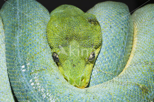 Groene boompython (Morelia viridis)