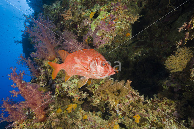 Giant squirrelfish (Sargocentron spiniferum)