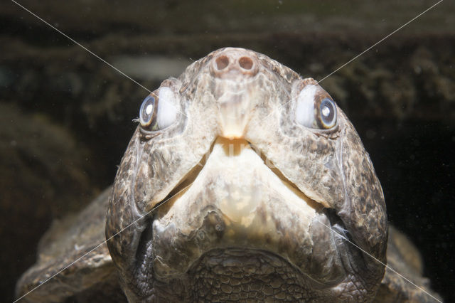 Grootkopschildpad (Platysternon megacephalum)
