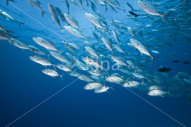 Bigeye trevally (Caranx sexfasciatus)