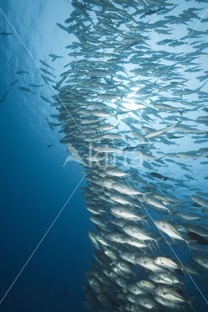 Bigeye trevally (Caranx sexfasciatus)