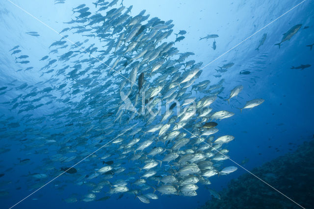 Bigeye trevally (Caranx sexfasciatus)